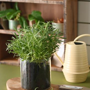 Olive Cutting Board - WowCornwall