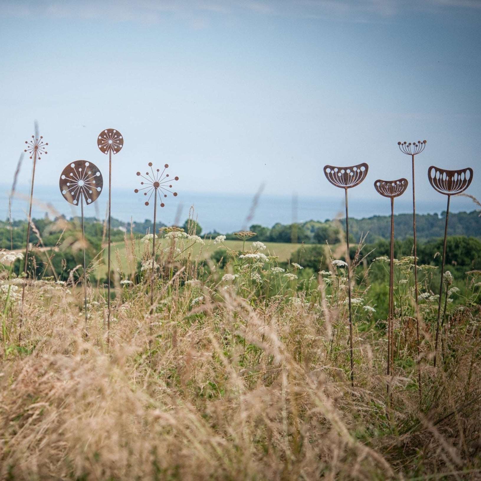 Agapanthus Seedhead - Male - WowCornwall