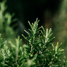 Bay & Rosemary, Scented Tealights - WowCornwall