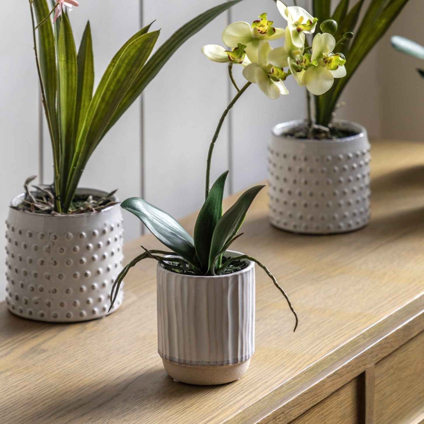 Orchid in Ribbed Ceramic Pot