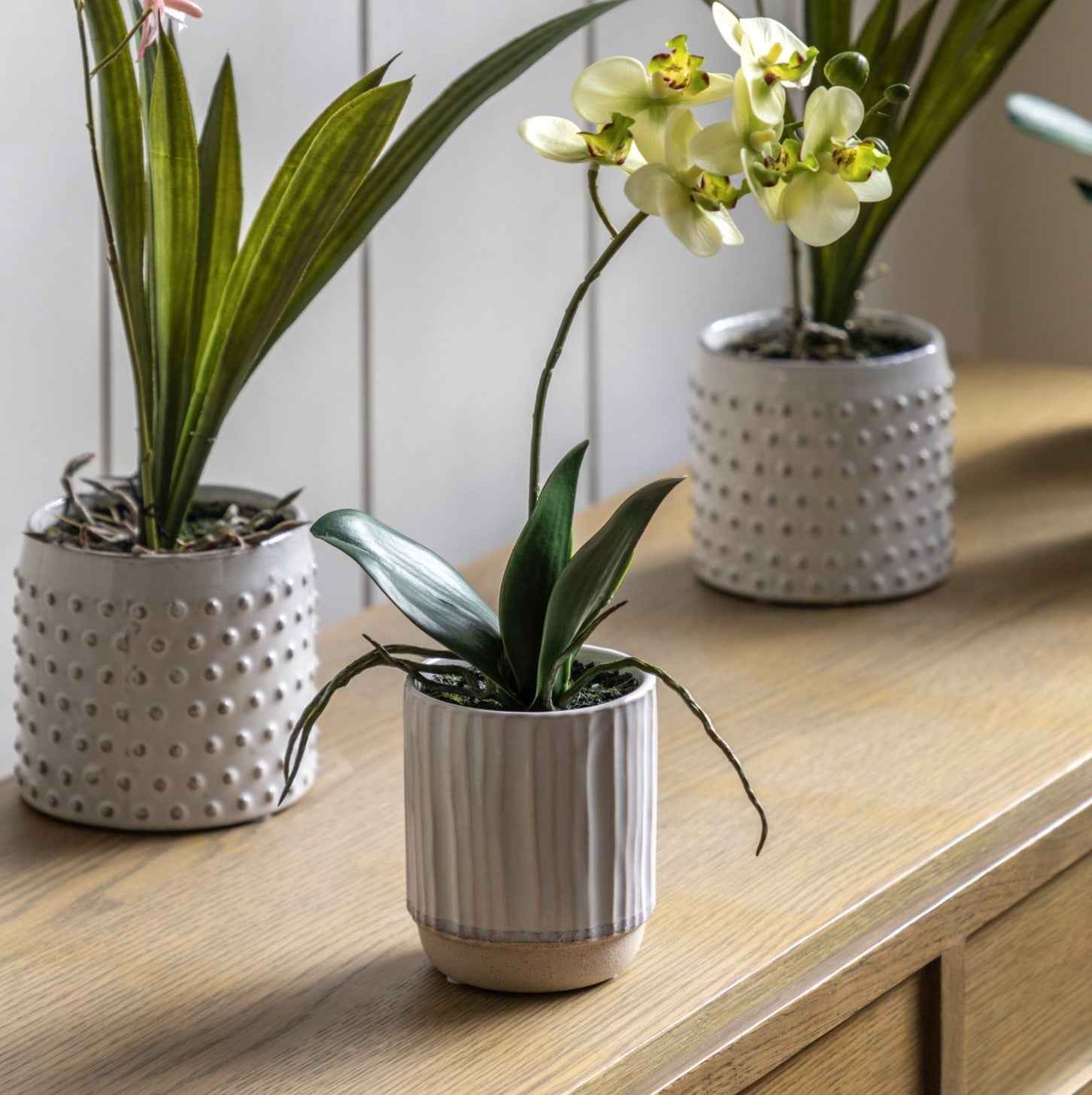 Orchid in Ribbed Ceramic Pot