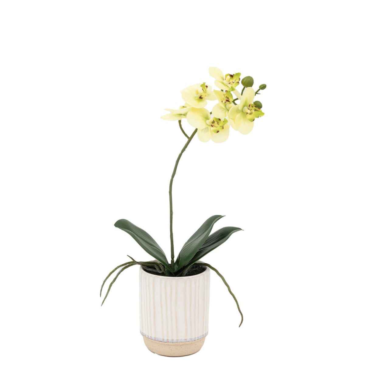 Orchid in Ribbed Ceramic Pot