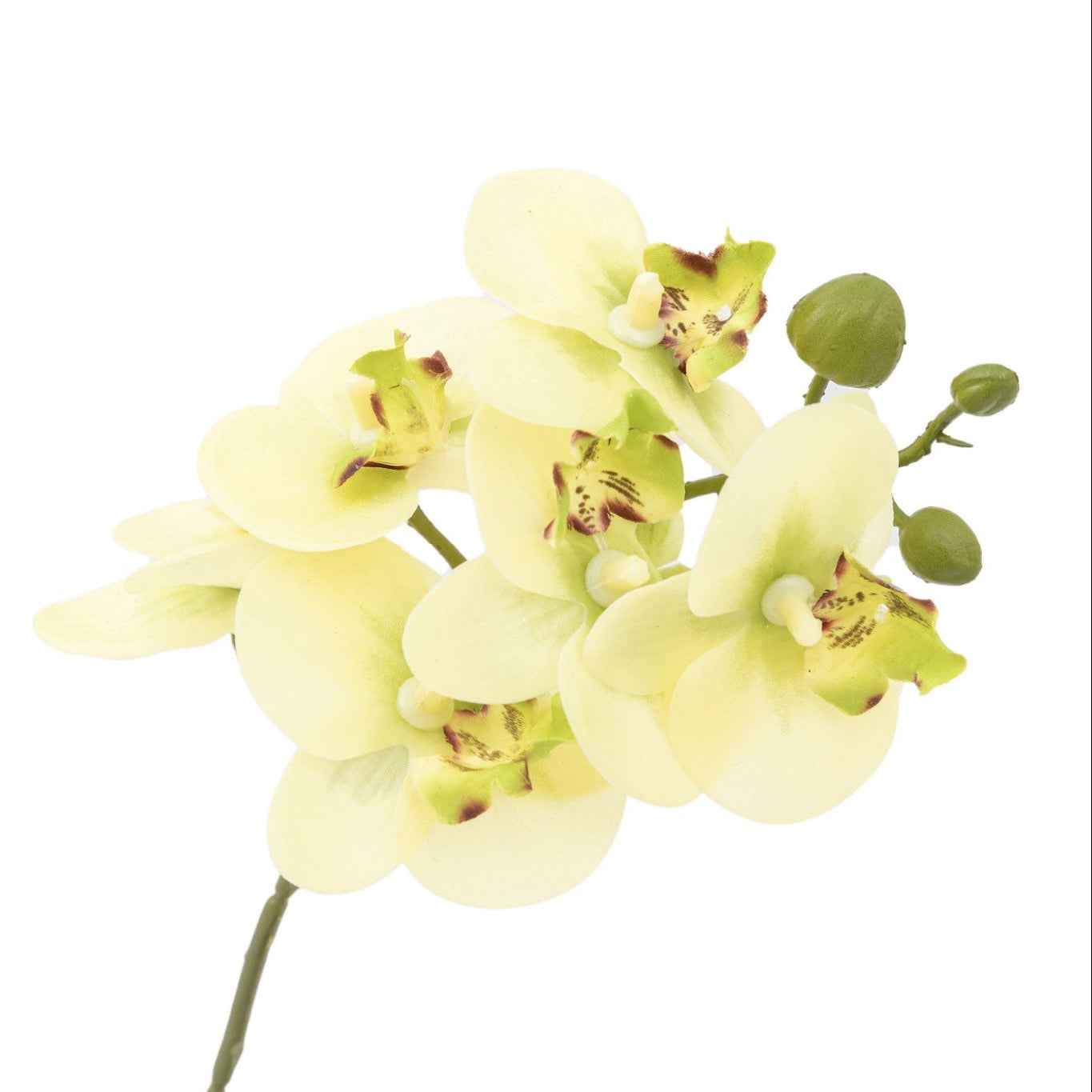 Orchid in Ribbed Ceramic Pot