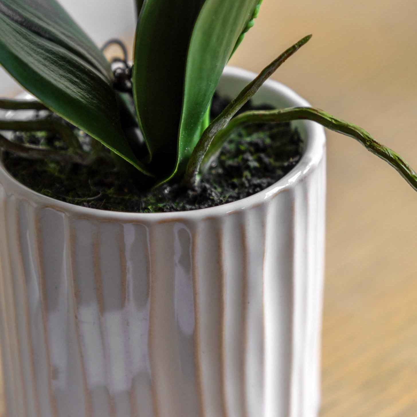 Orchid in Ribbed Ceramic Pot