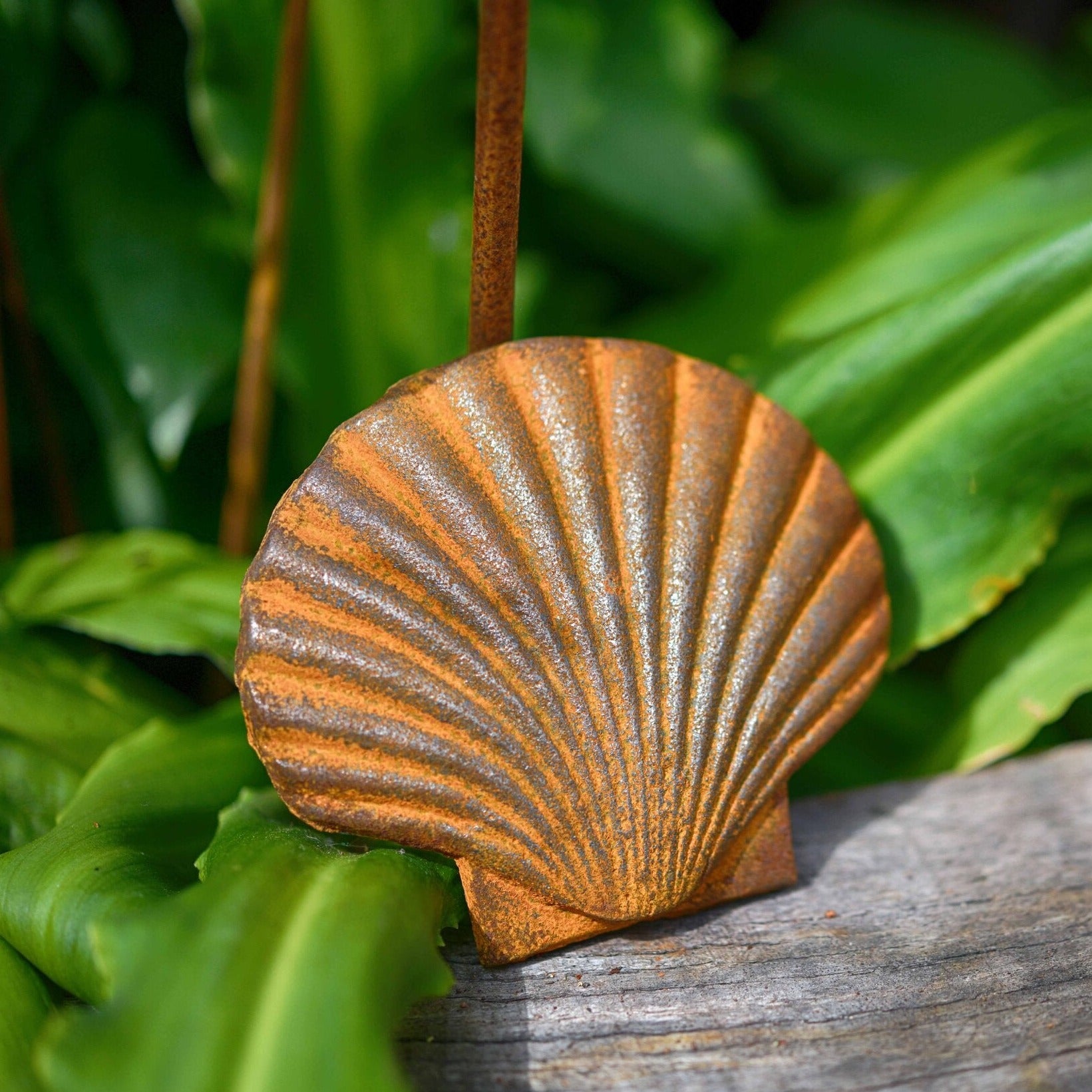 Rusty Seashell sculpture - WowCornwall