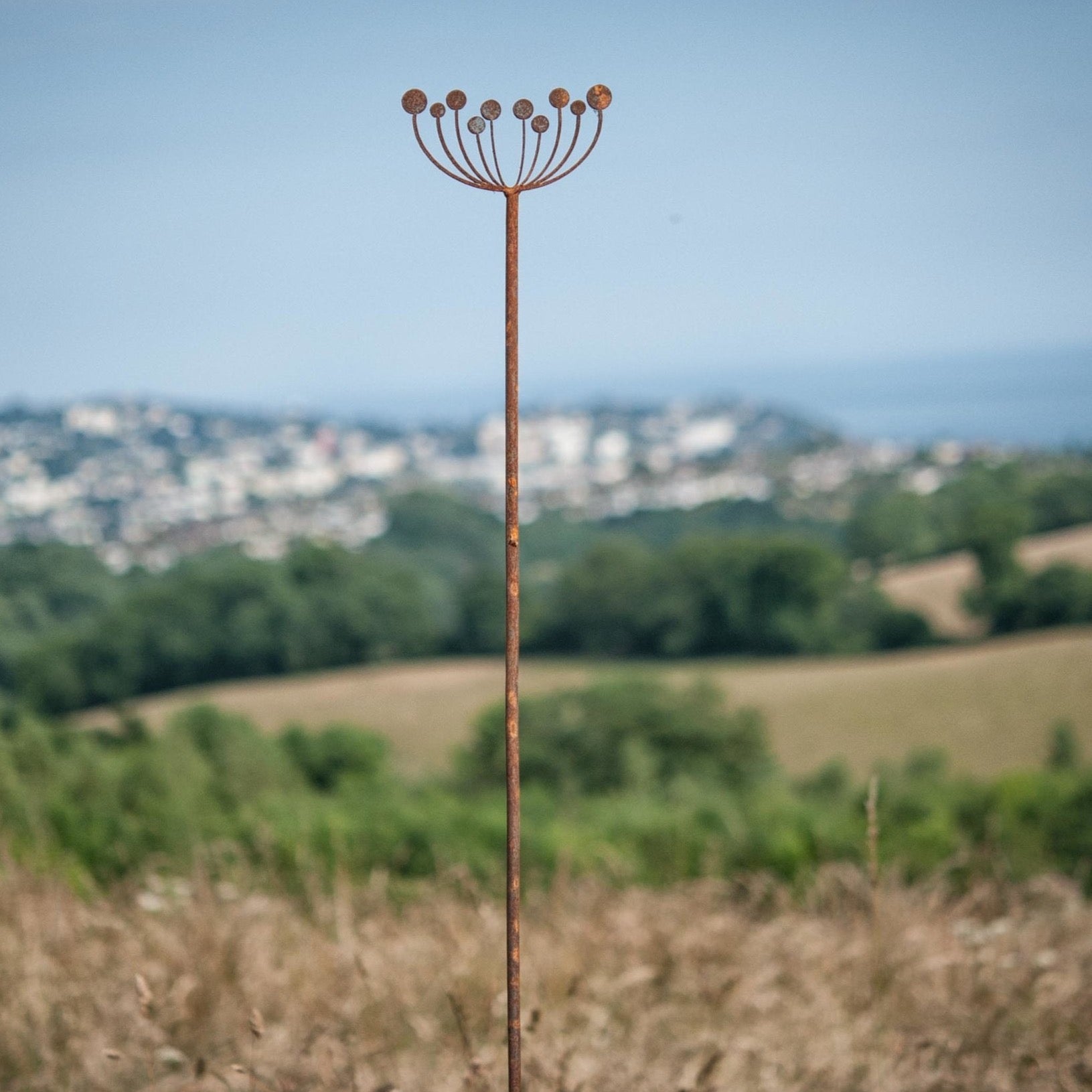 Seedhead - Male - WowCornwall
