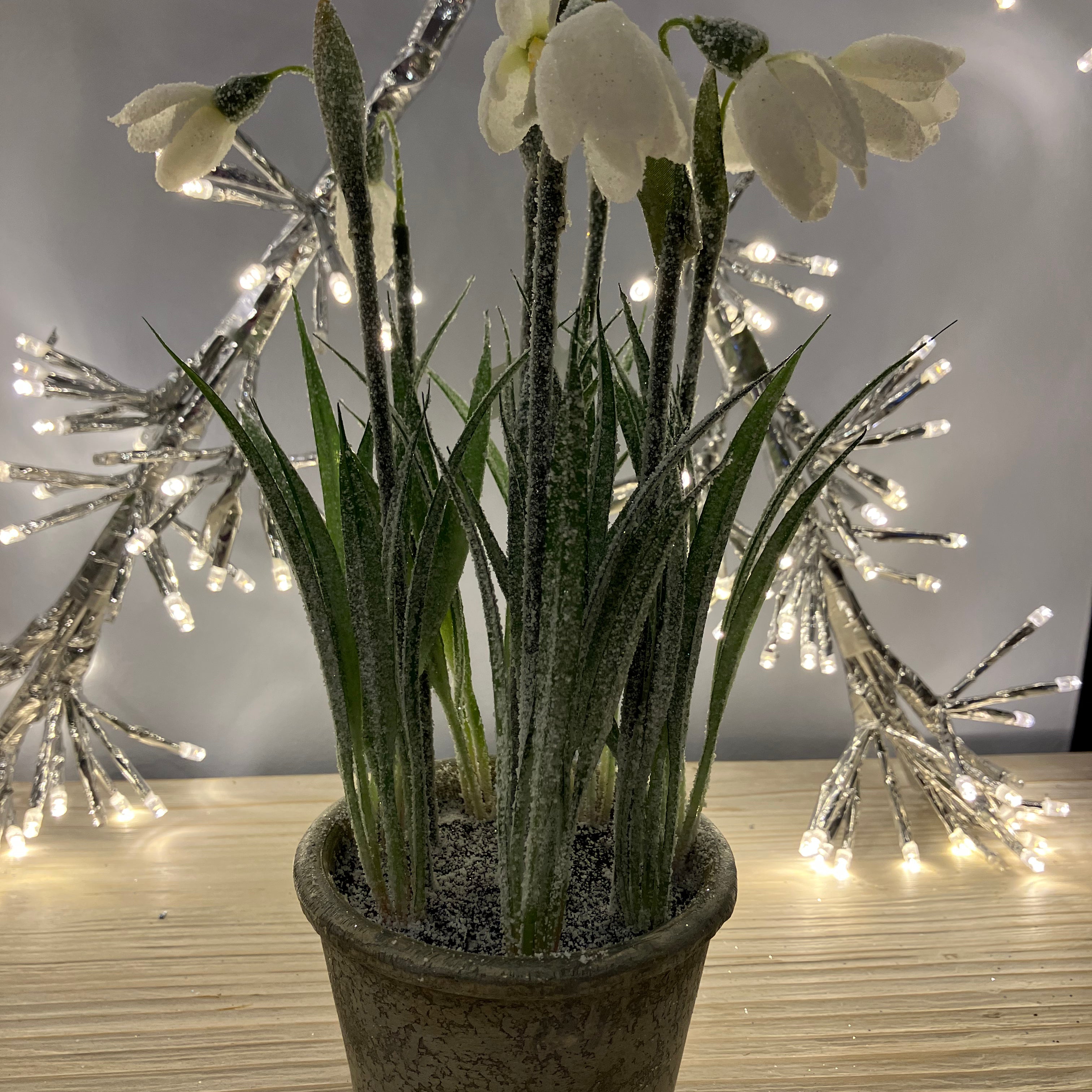 White/Green Snowdrop Plant in Pot Decoration - WowCornwall