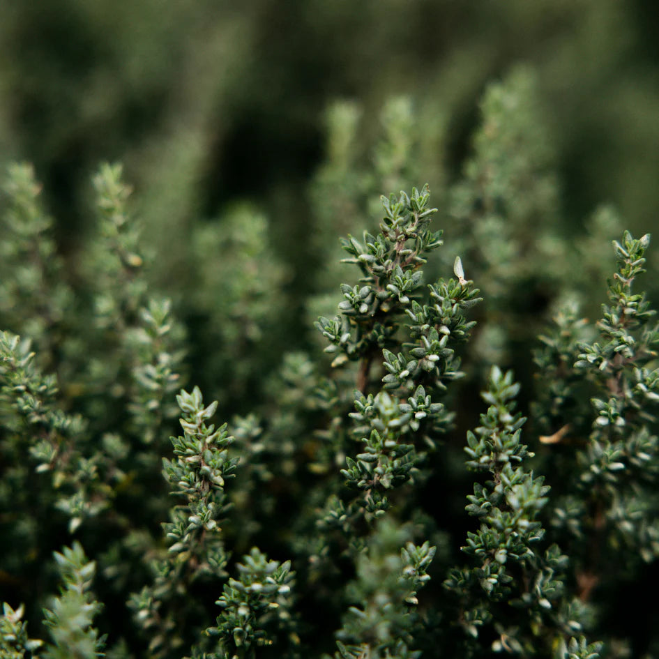 Thyme & Mint, Scented Tealights - WowCornwall