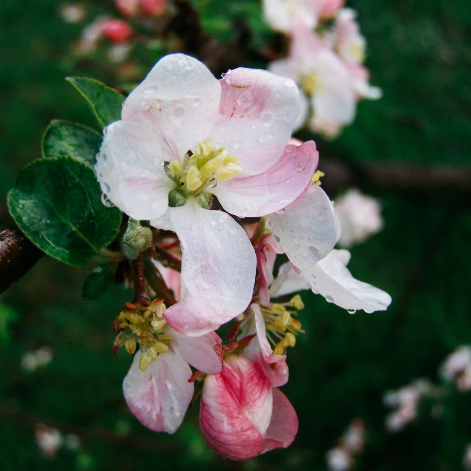 Walled Garden, Sea Garden Glass Candle - WowCornwall