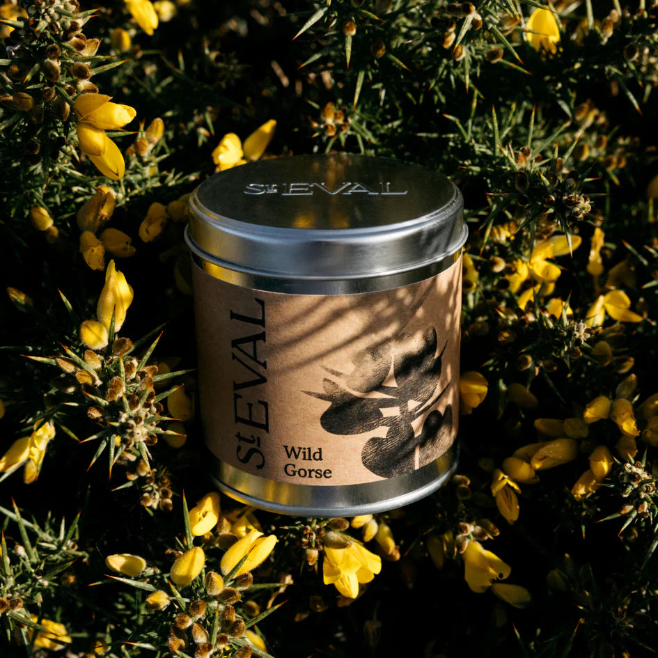 Wild Gorse, Scented Tin Candle - WowCornwall