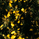 Wild Gorse, Scented Tealights - WowCornwall