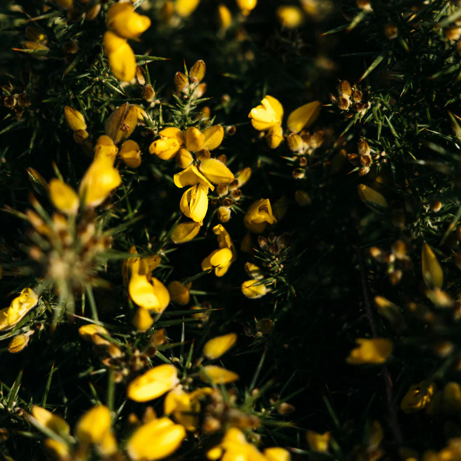 Wild Gorse, Scented Tealights - WowCornwall