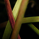 Wild rhubarb, Scented Tin Candle - WowCornwall