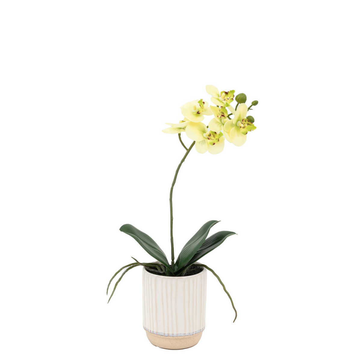 Artificial Cream Orchid in White Ceramic Pot