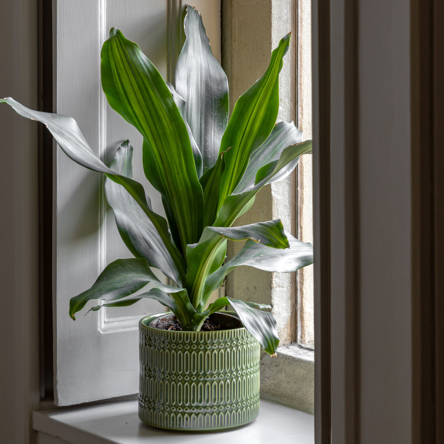 Selva Embossed Planter Olive