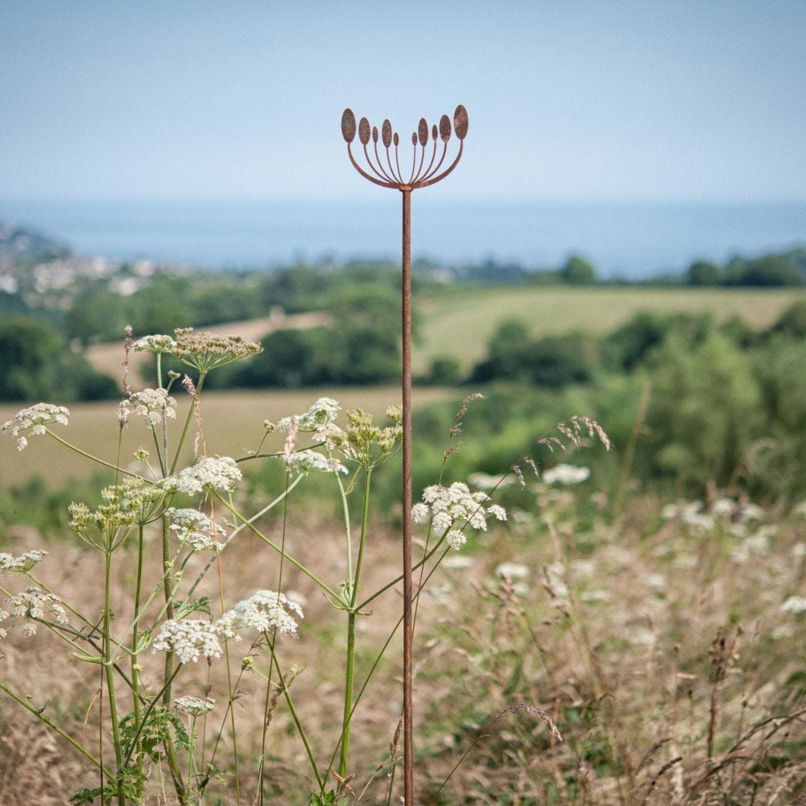 Agapanthus Seedhead - Male - WowCornwall