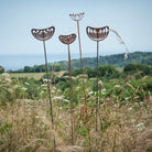 Agapanthus Seedhead - Male - WowCornwall