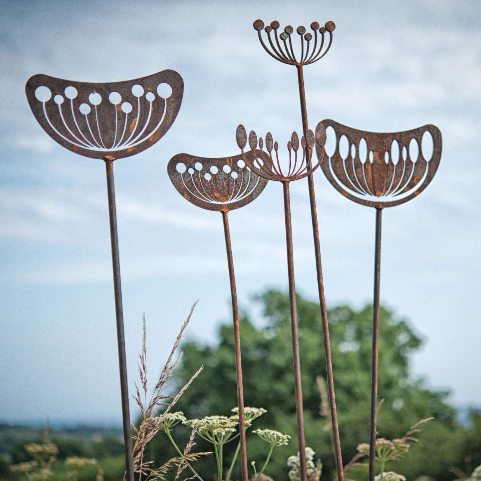 Agapanthus Seedhead - Male - WowCornwall