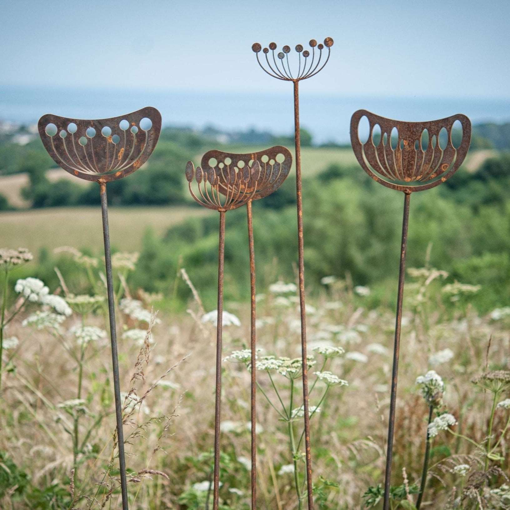 Agapanthus Seedhead - Male - WowCornwall