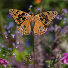 Painted Lady Butterfly