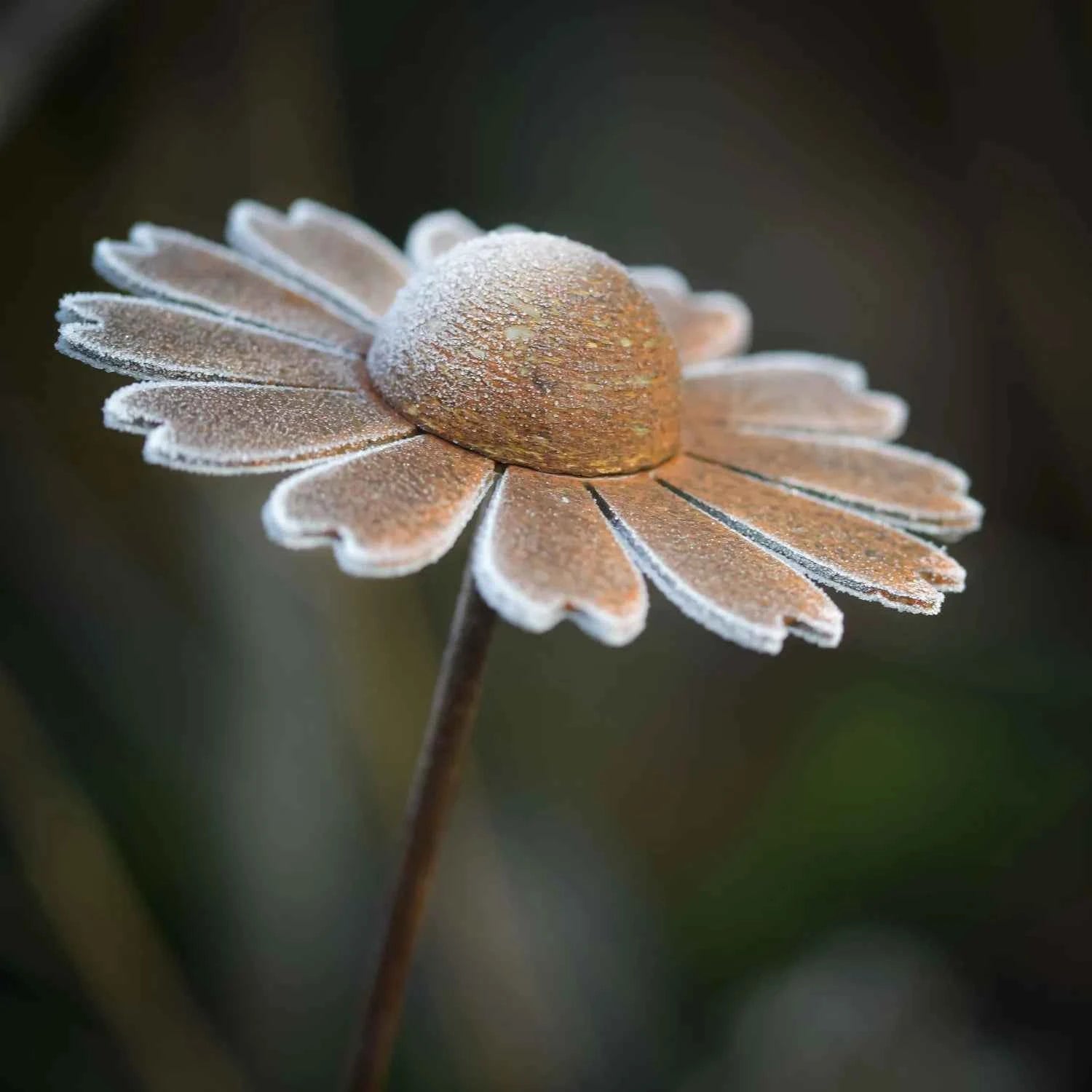 Cosmic daisies, 3 sizes