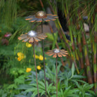 Cosmic daisies, 3 sizes