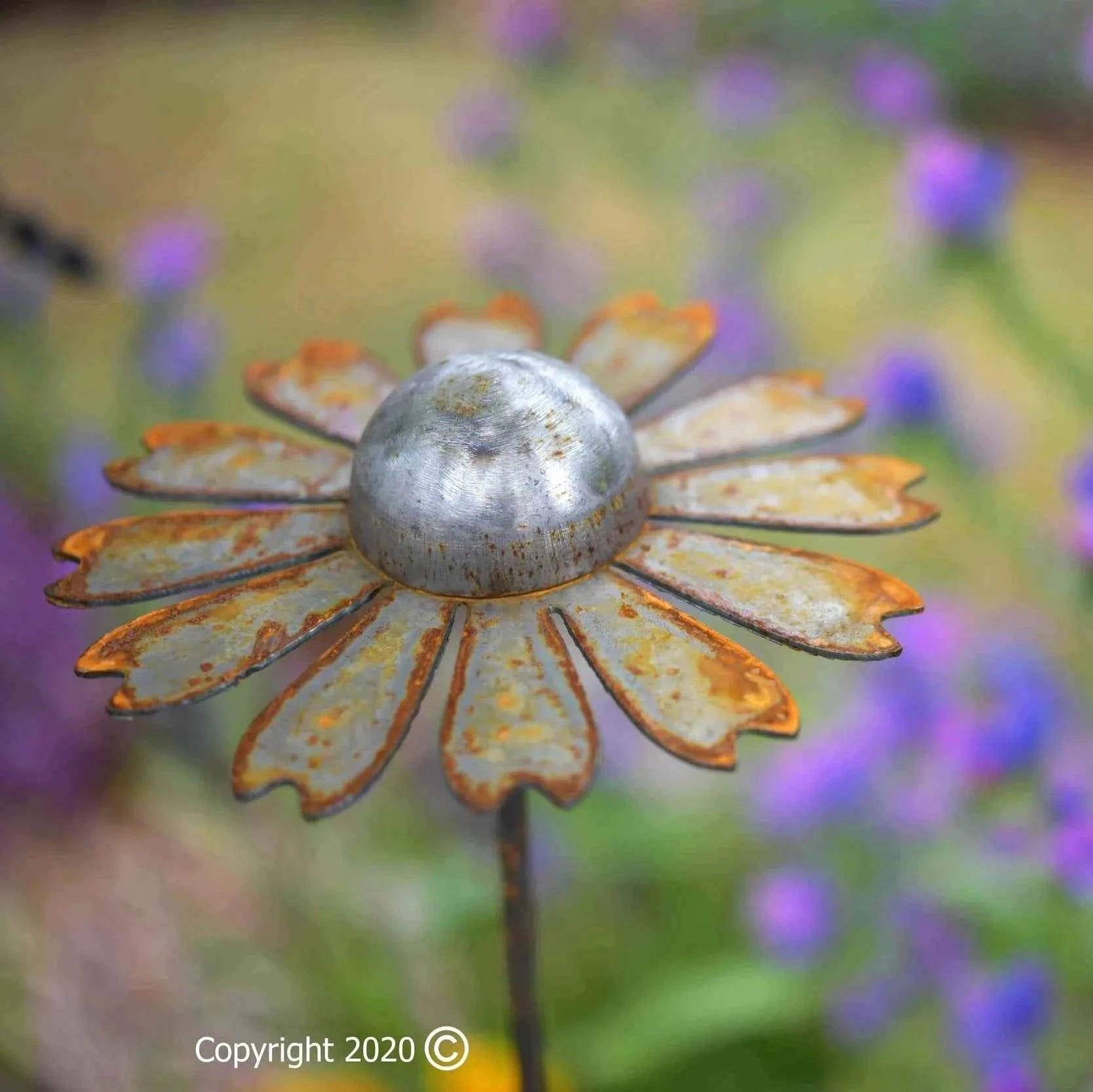 Cosmic daisies, 3 sizes