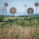 Firework Allium - Male - WowCornwall