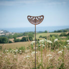 Seedhead - Female - WowCornwall