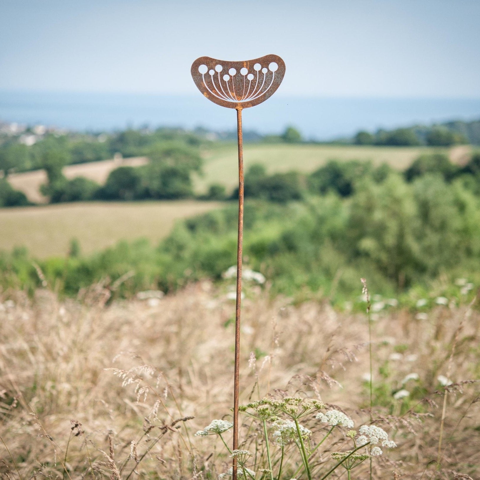 Seedhead - Female - WowCornwall