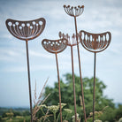 Seedhead - Female - WowCornwall