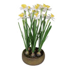 Potted Daffodils