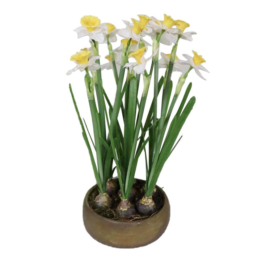 Potted Daffodils