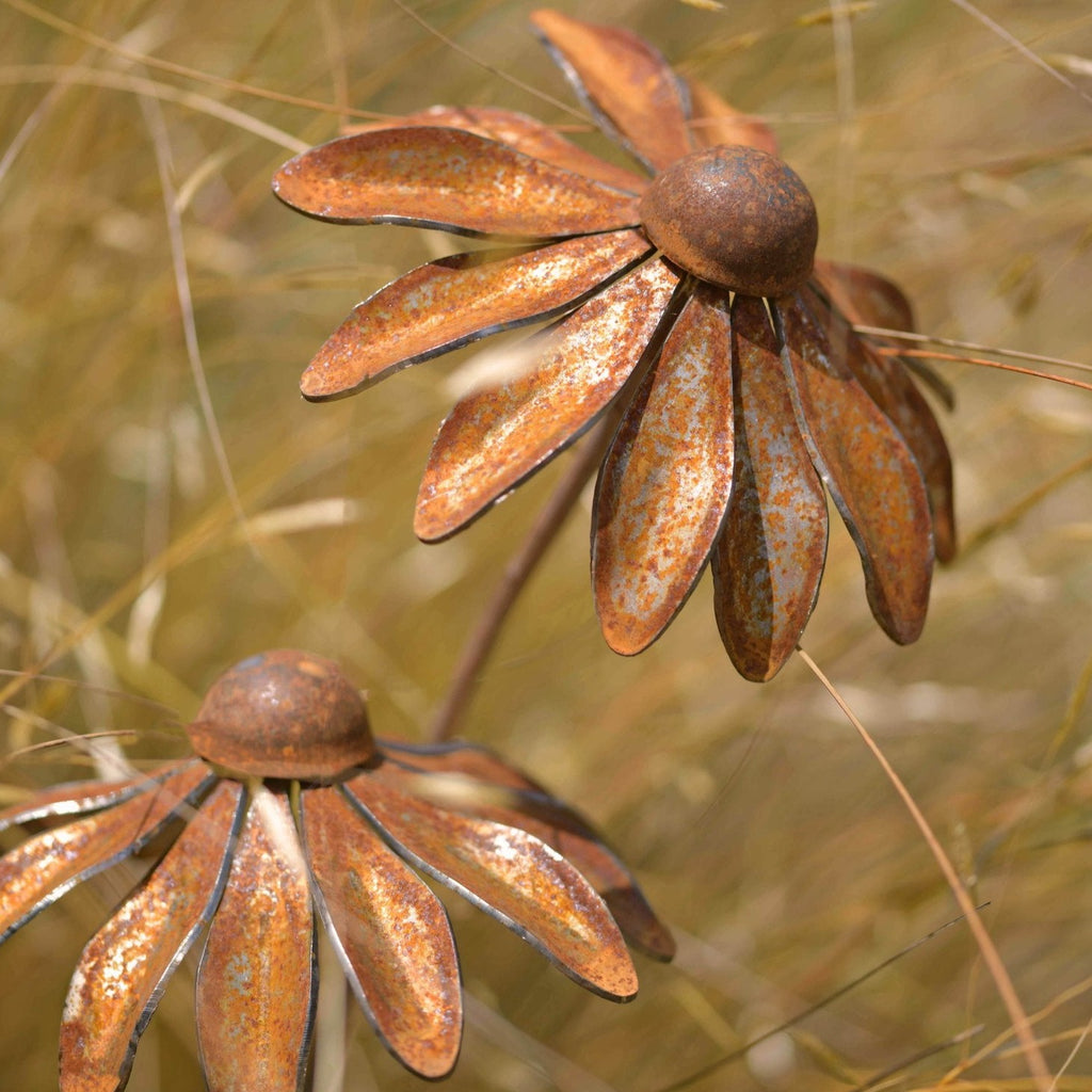 Rudbeckia - WowCornwall