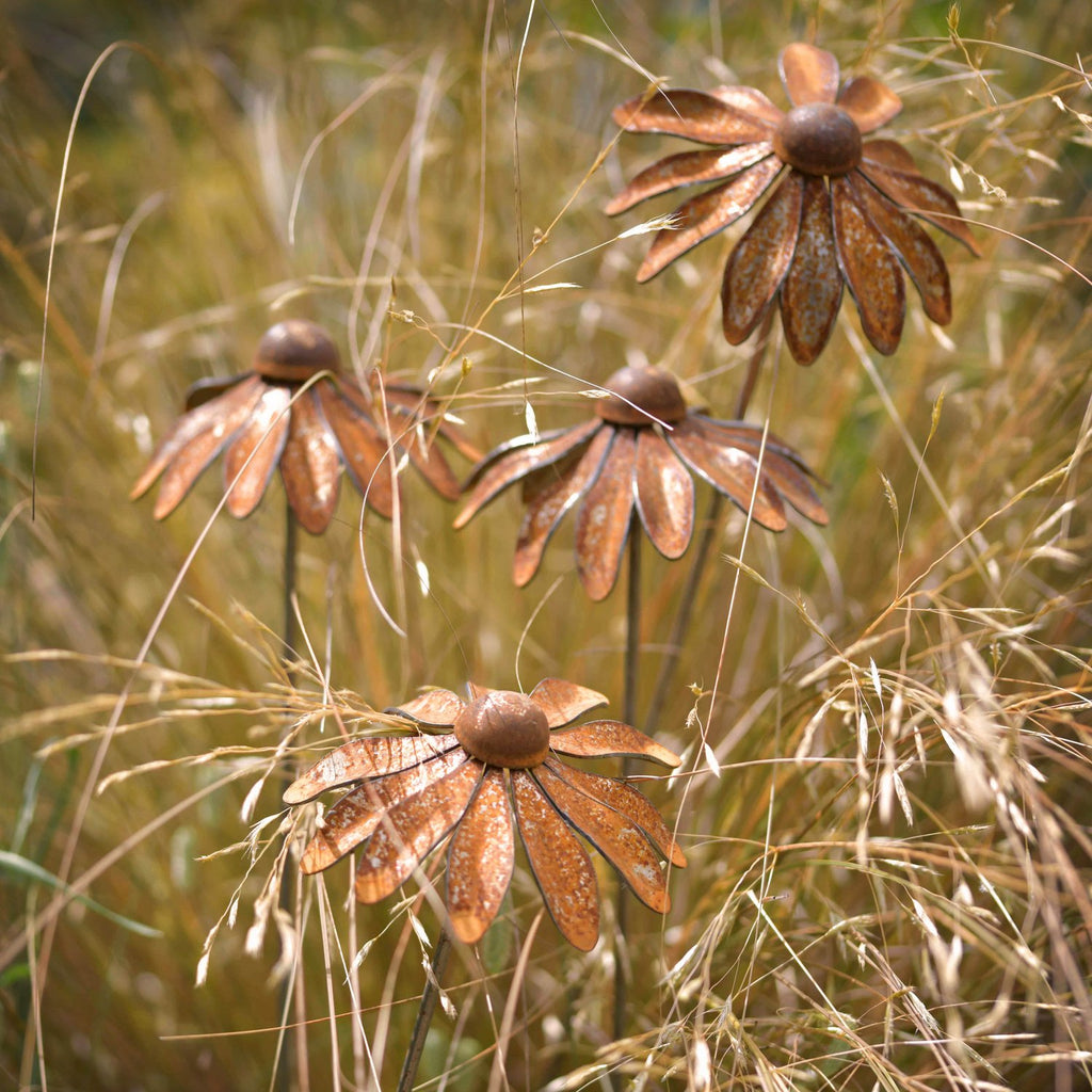 Rudbeckia - WowCornwall