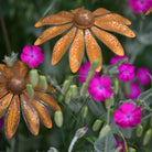 Rudbeckia - WowCornwall