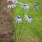 Rudbeckia - WowCornwall