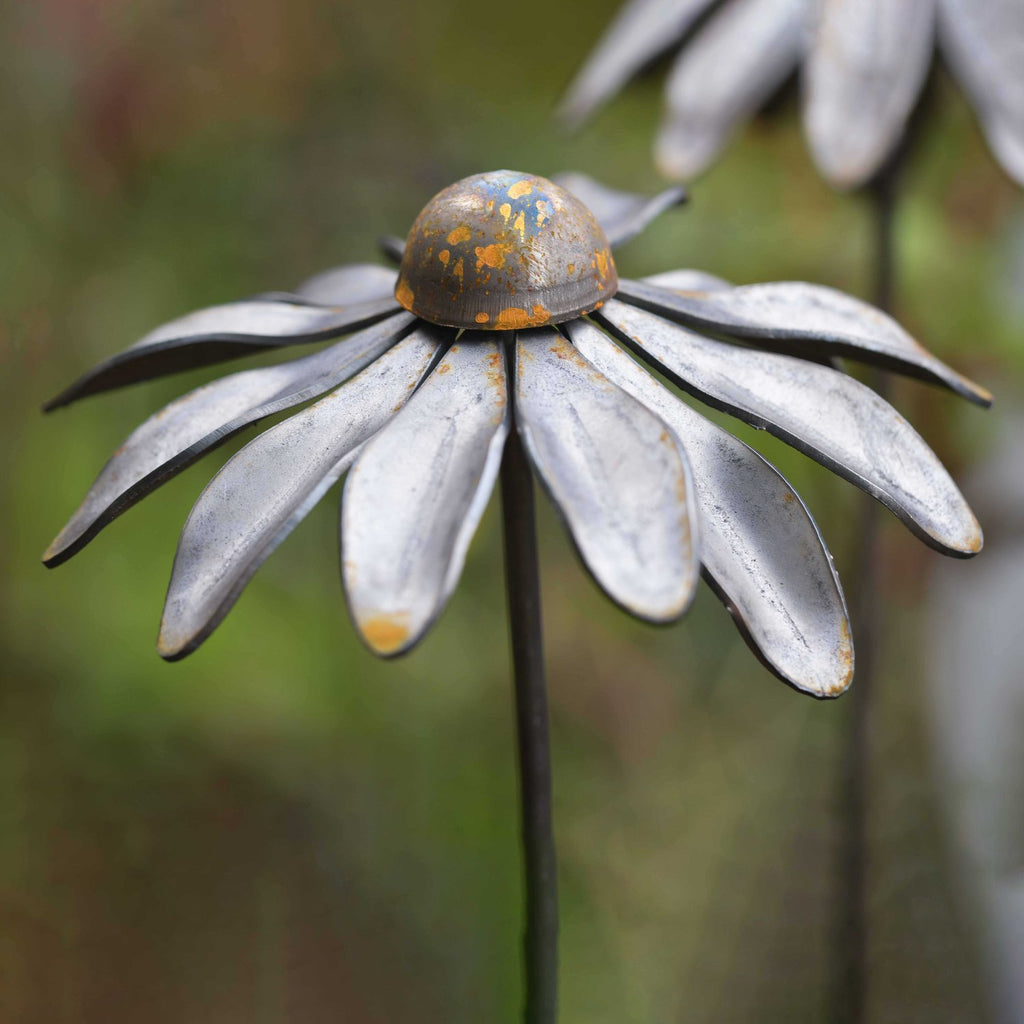 Rudbeckia - WowCornwall