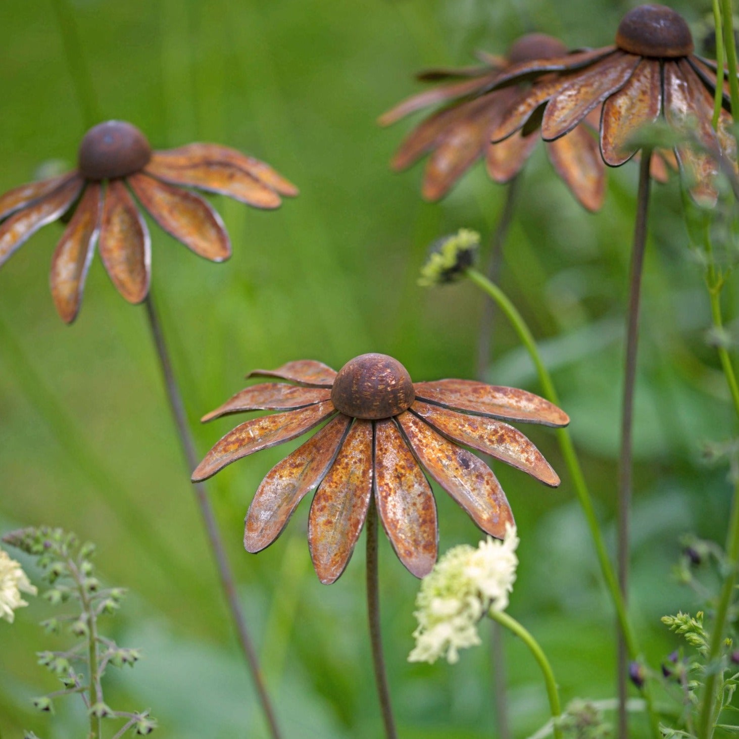 Rudbeckia - WowCornwall