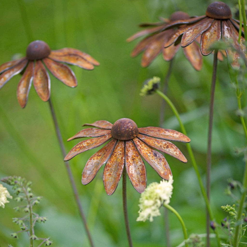 Rudbeckia - WowCornwall