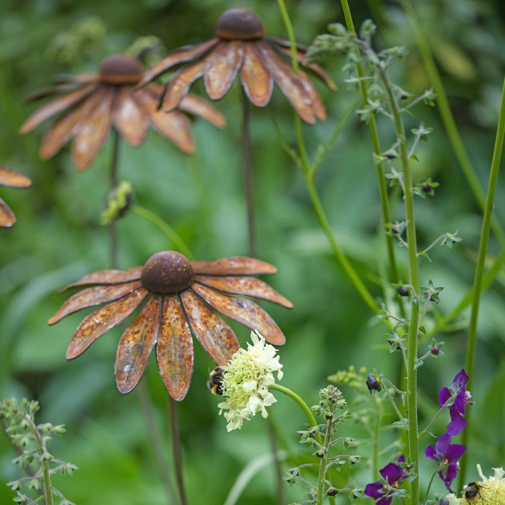 Rudbeckia - WowCornwall