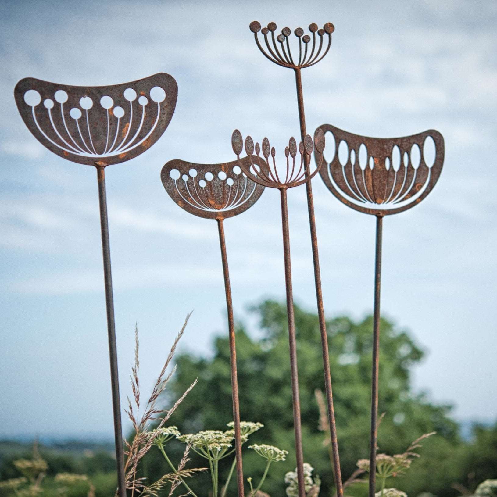 Agapanthus Seedhead - Female - WowCornwall