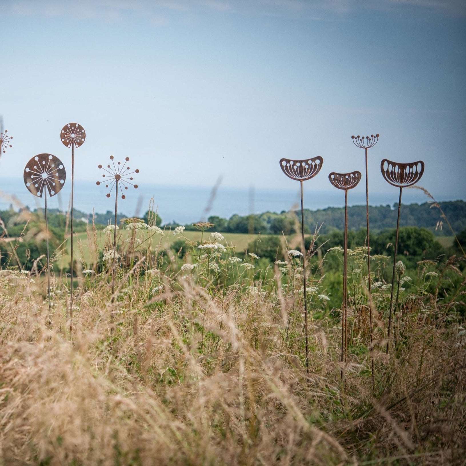 Agapanthus Seedhead - Female - WowCornwall