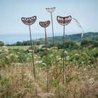 Seedhead - Male - WowCornwall