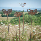 Seedhead - Male - WowCornwall