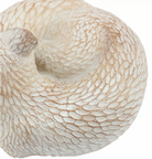 Pearly White Fox - WowCornwall