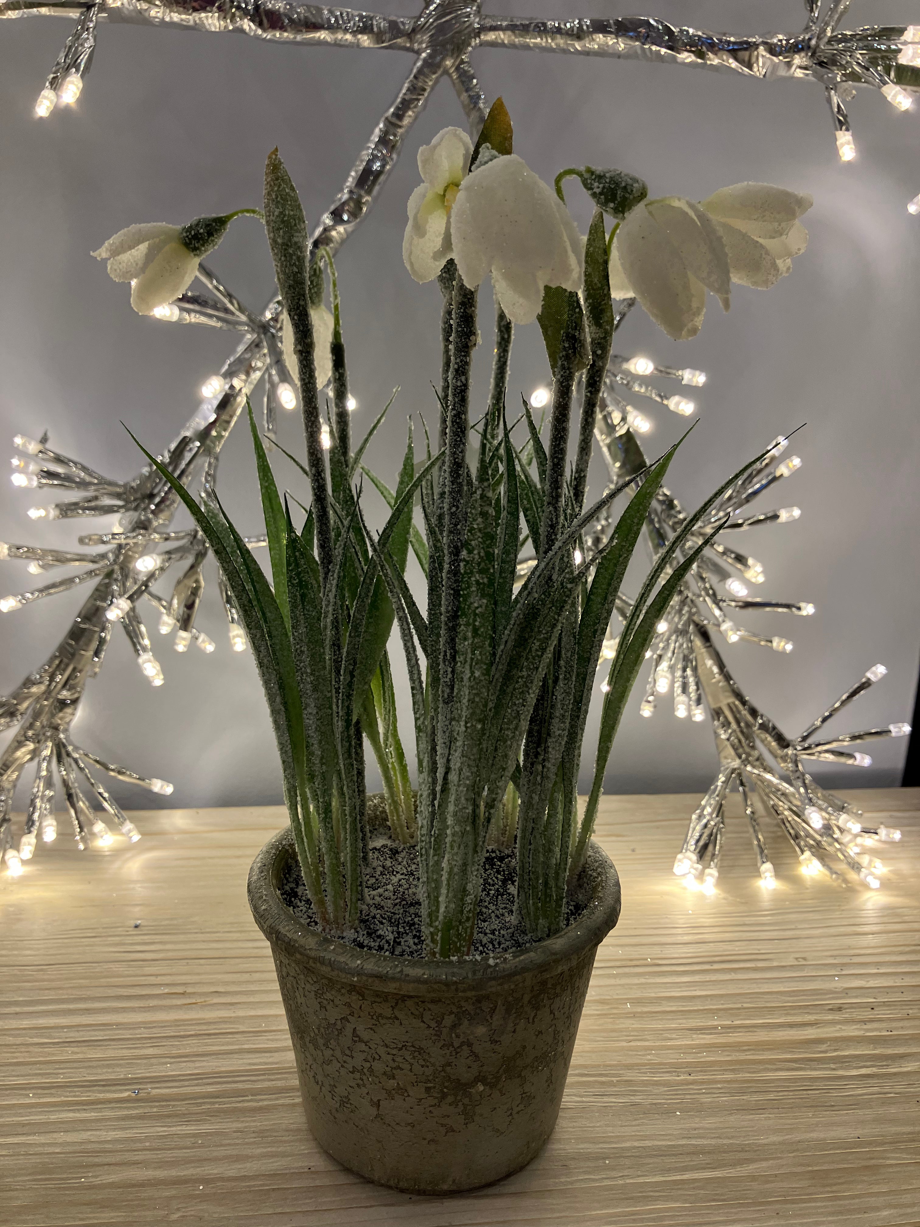 White/Green Snowdrop Plant in Pot Decoration - WowCornwall