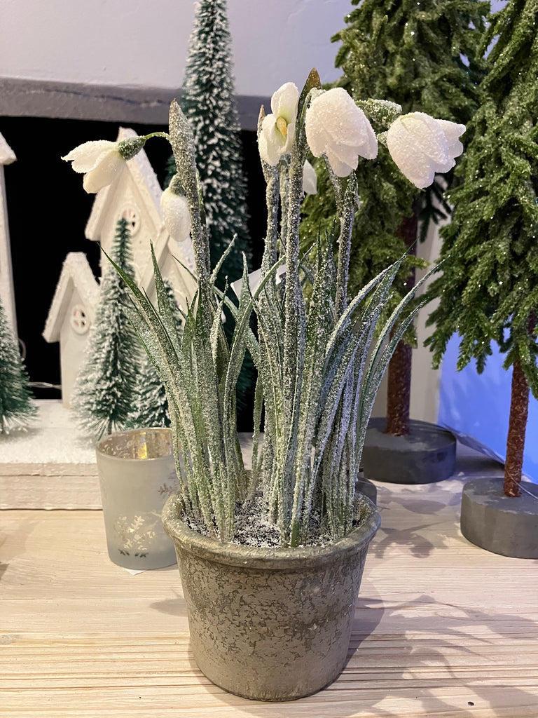 White/Green Snowdrop Plant in Pot Decoration - WowCornwall