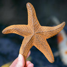 Rusty Starfish sculpture - WowCornwall