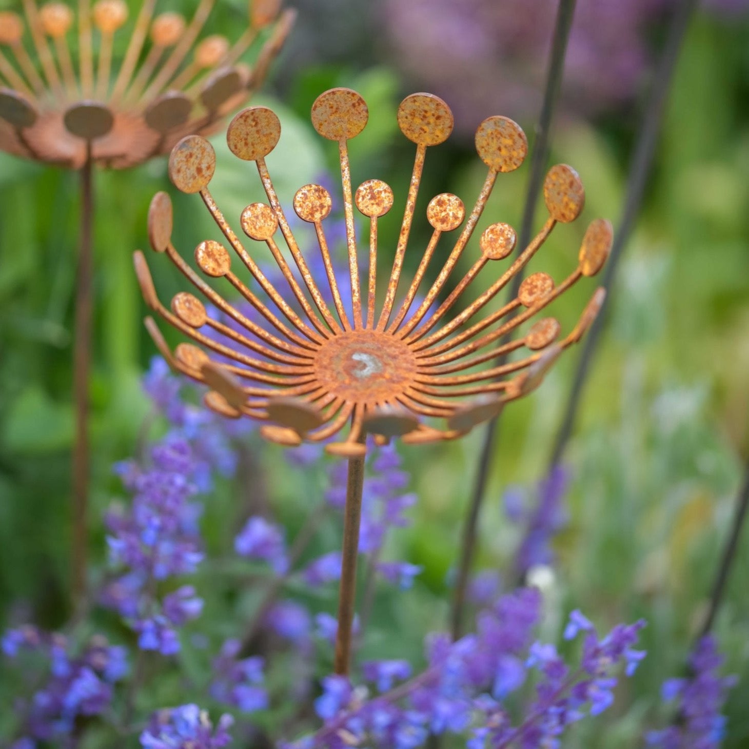 Umbellifer Plant Art - WowCornwall